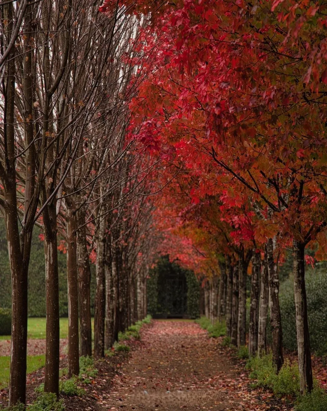 beltronicspro | Where to See Autumn Leaves in the Yarra Valley