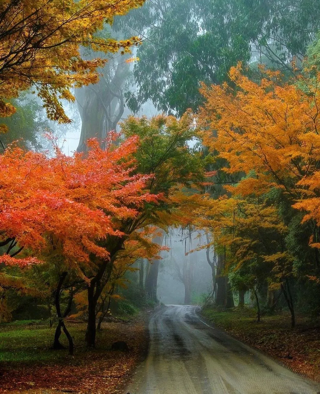 beltronicspro | Where to See Autumn Leaves in the Yarra Valley