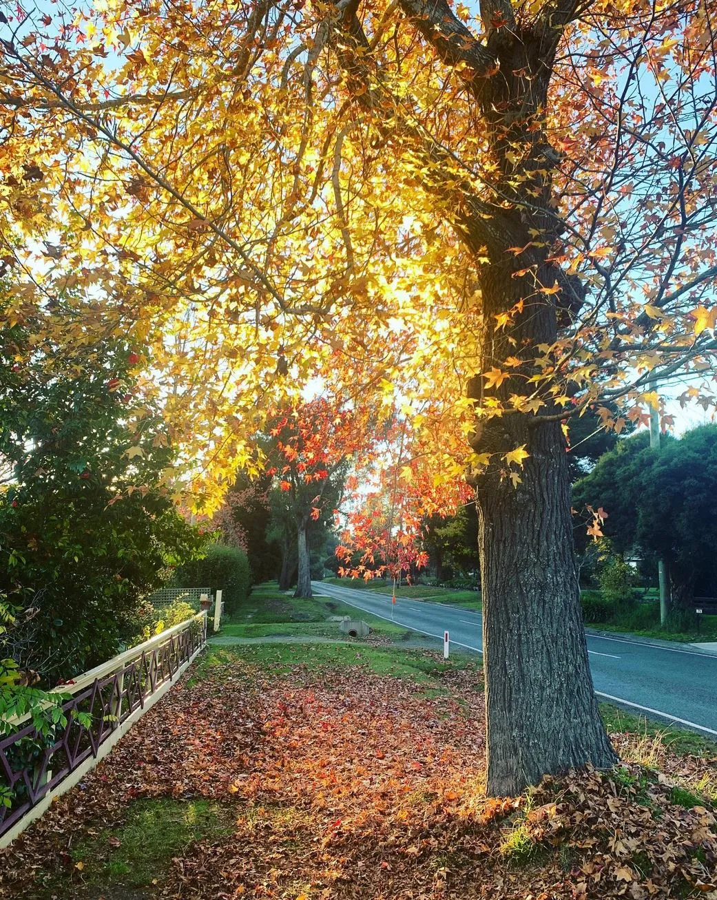 beltronicspro | Where to See Autumn Leaves in the Yarra Valley